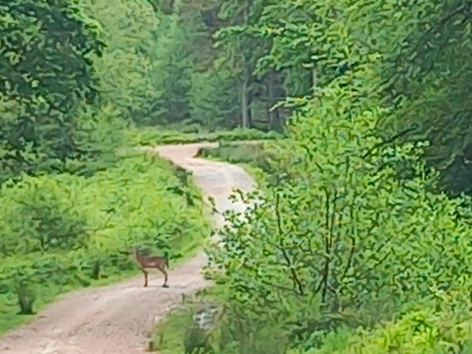 The Bungalow, Forest Of Dean 콜퍼드 외부 사진