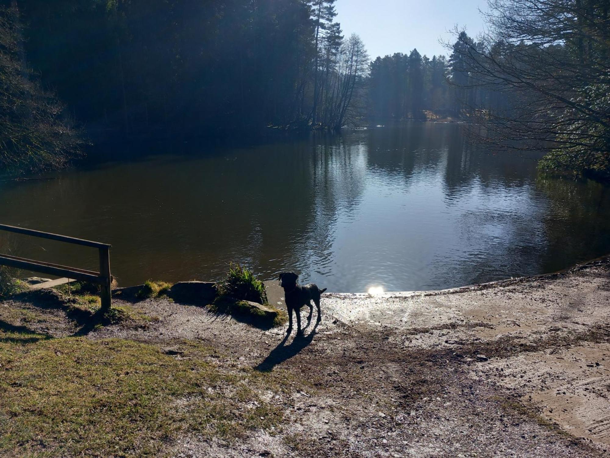 The Bungalow, Forest Of Dean 콜퍼드 외부 사진